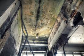 Best Emergency Mold Remediation  in St Joseph, MN